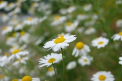 Blume