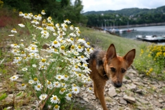Ronja mit Blümchen