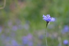 Blümchen auch