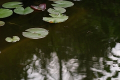 Zu lang belichteter Teich